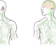 Illustration for article titled Scientists Discover A New Link Between The Brain And The Immune System